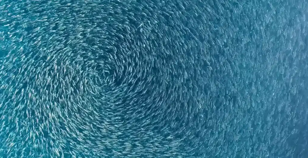 En bærekraftig kilde til omega-3 1